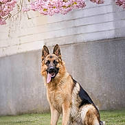 Urus participe au concours pour gagner de l'argent avec cette photo : dog, german_shepherd, grass, flower, cherry_blossom, pink_flower, tree_branch, outdoor, pet, animal, canine, tongue_out, sitting, spring, nature, fur, ears, portrait, wall, daylight