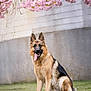 dog, german_shepherd, grass, flower, cherry_blossom, pink_flower, tree_branch, outdoor, pet, animal, canine, tongue_out, sitting, spring, nature, fur, ears, portrait, wall, daylight