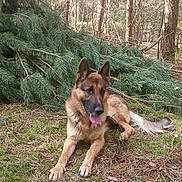 Sky participe au concours pour gagner de l'argent avec cette photo : belgian_shepherd_malinois, canidae, carnivore, dog, dog_breed, east_european_shepherd, fawn, german_shepherd_dog, king_shepherd, kunming_wolfdog, mammal, old_german_shepherd_dog, shiloh_shepherd_dog, vertebrate, working_dog