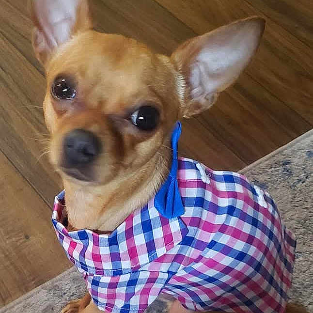 Rollow joined the competition — help win amazing prizes! dog, small_dog, chihuahua, pet, clothing, shirt, checkered_pattern, blue_tassel, carpet, wooden_floor, indoor, cute, animal, looking_up, ears_up, brown_fur, sitting, domestic_animal, companion, portrait