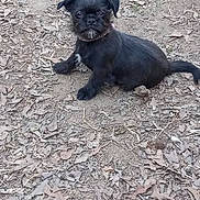 Novalee joined the competition — help win amazing prizes! animal, black_dog, collar, curious, dirt, dog, dry_leaves, ears, fur, ground, looking_at_camera, nature, outdoor, pet, puppy, scruffy_fur, sitting, small_dog, tail, young_dog