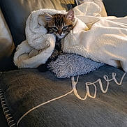 Alizée a rejoint le concours — aidez-le/la à gagner de superbes lots ! kitten, cat, blanket, couch, pillow, cozy, indoor, fur, pet, resting, comfort, furniture, home, animal, cute, relaxing, soft, warm, sleepy, domestic