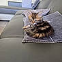 Alizée participe au concours pour gagner de l'argent avec cette photo : kitten, cat, tabby, couch, sofa, pillow, gray, fur, pet, indoor, cute, small, animal, feline, resting, cozy, living_room, soft, curious, domestic
