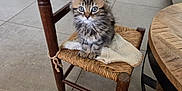 Alizée a rejoint le concours — aidez-le/la à gagner de superbes lots ! kitten, cat, small_chair, wooden_chair, knitted_cloth, tile_floor, indoor, pet, furry, cute, animal, domestic_cat, sitting, curious_eyes, furniture, cozy, home, living_room, wooden_table, floor