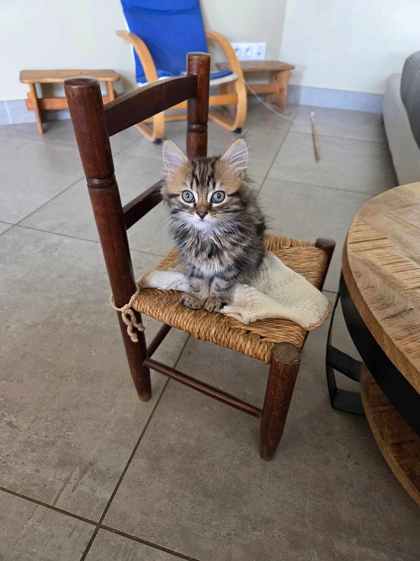 Alizée a rejoint le concours — aidez-le/la à gagner de superbes lots ! kitten, cat, small_chair, wooden_chair, knitted_cloth, tile_floor, indoor, pet, furry, cute, animal, domestic_cat, sitting, curious_eyes, furniture, cozy, home, living_room, wooden_table, floor