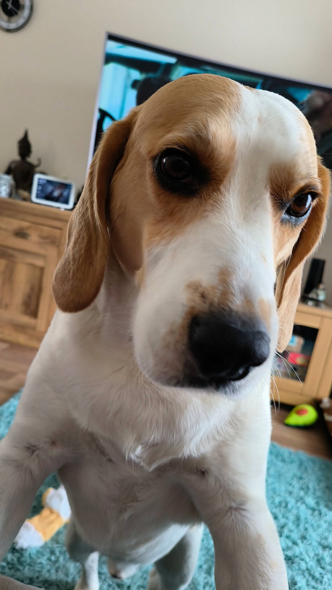 Hector joined the competition — help win amazing prizes! cabinetry, carnivore, chest_of_drawers, collar, companion_dog, dog, dog_breed, dog_collar, drawer, fawn, fur, hardwood, hound, hunting_dog, pet_supply, scent_hound, snout, sporting_group, whiskers, working_animal