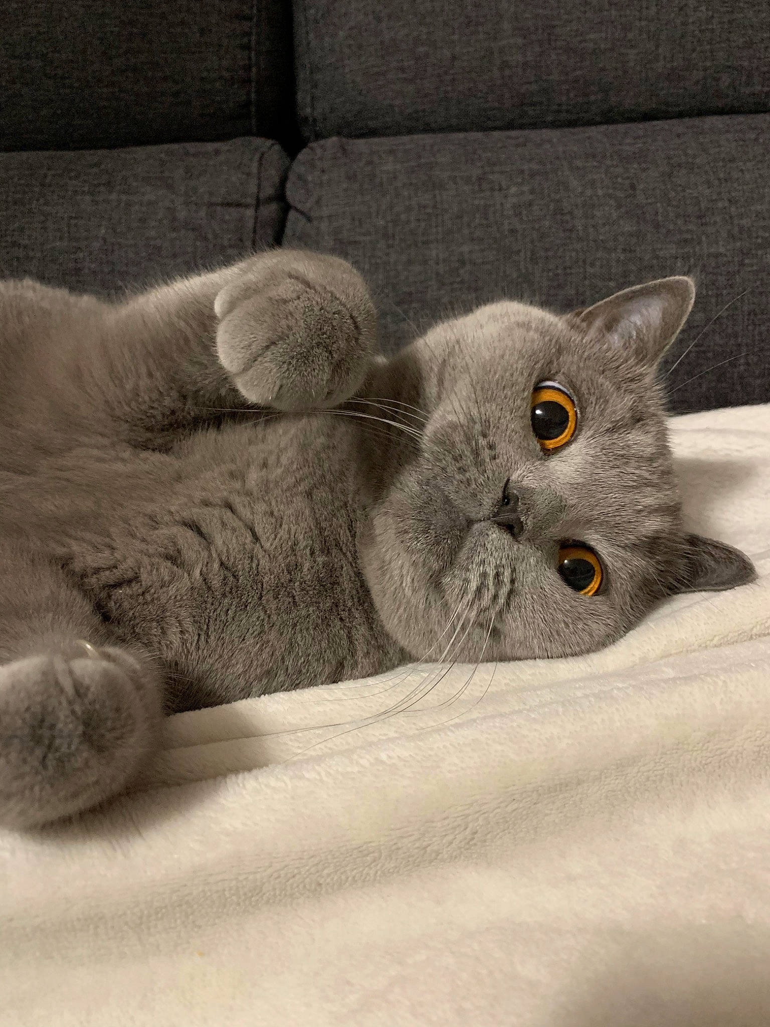 Lollipop a rejoint le concours — aidez-le/la à gagner de superbes lots ! asian, british_longhair, british_semi_longhair, british_shorthair, carnivore, cat, chartreux, domestic_short_haired_cat, felidae, fur, kitten, mammal, nebelung, russian_blue, scottish_fold, small_to_medium_sized_cats, snout, vertebrate, whiskers