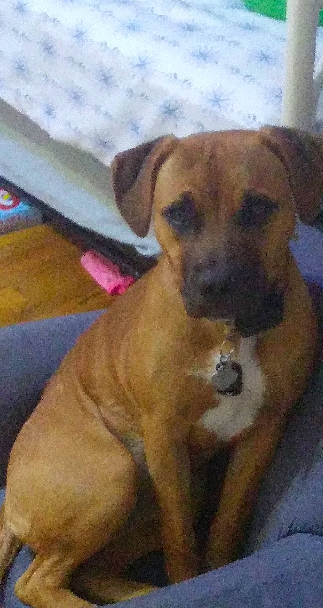 Coyote joined the competition — help win amazing prizes! canidae, carnivore, chair, companion_dog, dog, dog_breed, dog_supply, fawn, flooring, fur, guard_dog, paw, pet_supply, snout, sporting_group, tail, toy_dog, whiskers, working_animal, working_dog