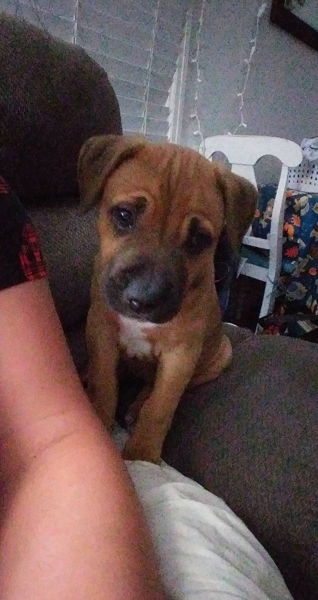 Coyote is registered to the contest to win money with this photo: bored, canidae, carnivore, chair, comfort, companion_dog, dog, dog_breed, ear, fawn, fur, guard_dog, non_sporting_group, paw, puppy_love, snout, sporting_group, toy_dog, whiskers, working_animal