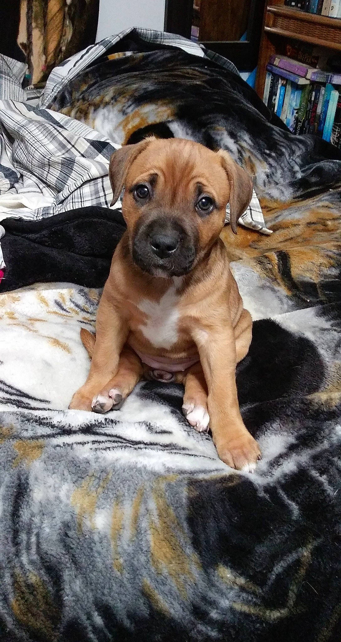 Coyote joined the competition — help win amazing prizes! ancient_dog_breeds, canidae, carnivore, companion_dog, dog, dog_breed, fawn, fur, guard_dog, molosser, non_sporting_group, sporting_group, terrestrial_animal, toy_dog, whiskers, wood, working_animal, working_dog, wrinkle