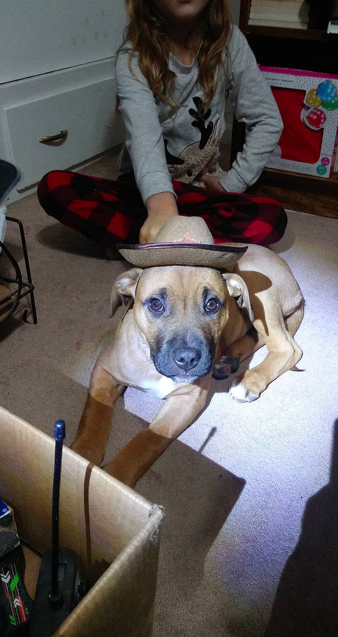 Coyote is registered to the contest to win money with this photo: cabinetry, carnivore, chair, comfort, companion_dog, dog, dog_breed, dog_collar, fawn, flooring, fur, guard_dog, hat, kitchen_appliance, molosser, puppy_love, sporting_group, toy_dog, working_animal, working_dog