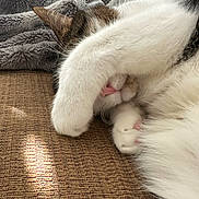 Douglas joined the competition — help win amazing prizes! cat, paw, nose, sleeping, cozy, blanket, fur, pink_nose, closeup, indoor, resting, cute, pet, animal, relaxing, whiskers, soft, texture, brown_surface, white_fur