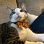 Douglas is registered to the contest to win money with this photo: cat, bow_tie, tabby, white_fur, couch, indoor, pet, animal, fur, whiskers, ears, paws, collar, close_up, cute, alert, relaxed, home, feline, resting