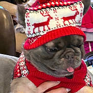 Preciousluv is registered to the contest to win money with this photo: dog, puppy, knit_hat, red_hat, reindeer_pattern, sweater, red_sweater, festive_clothing, pet, tongue_out, cute, indoor, hand, holding, animal, winter_wear, cozy, small_dog, french_bulldog, holiday