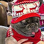 dog, puppy, knit_hat, red_hat, reindeer_pattern, sweater, red_sweater, festive_clothing, pet, tongue_out, cute, indoor, hand, holding, animal, winter_wear, cozy, small_dog, french_bulldog, holiday
