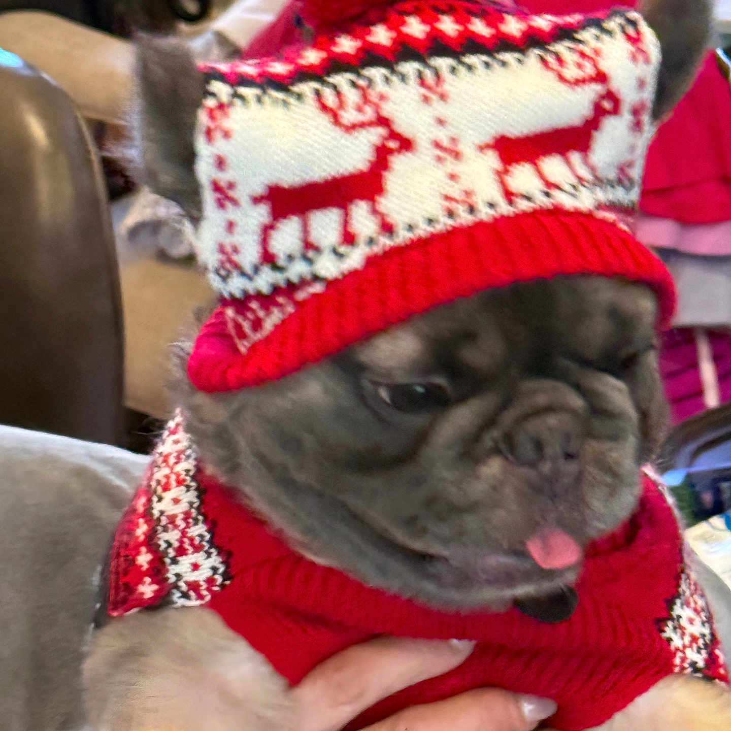 Preciousluv is registered to the contest to win money with this photo: animal, cozy, cute, dog, festive_clothing, french_bulldog, hand, holding, holiday, indoor, knit_hat, pet, puppy, red_hat, red_sweater, reindeer_pattern, small_dog, sweater, tongue_out, winter_wear