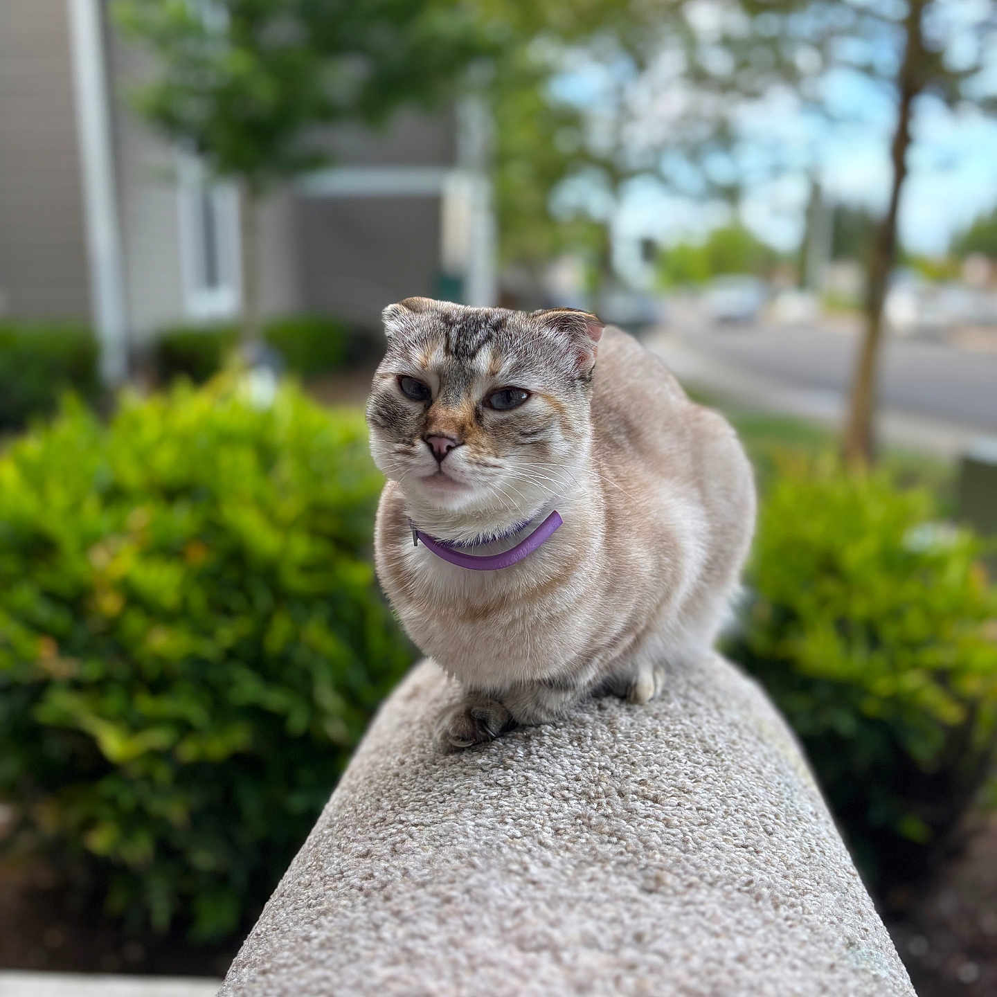 Meow Meow is registered to the contest to win money with this photo: cat, animal, pet, outdoor, greenery, blurred_background, collar, stone, perched, suburban, nature, fur, whiskers, ears, sidewalk, daylight, tree, bush, quiet, calm