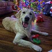 Max Apollo is registered to the contest to win money with this photo: dog, golden_retriever, floor, christmas_tree, holiday_decorations, toys, grinch_figure, plush_dog, living_room, couch, wooden_floor, smiling_dog, festive_lights, indoor, pet, holiday_season, christmas, relaxed, decor, happy