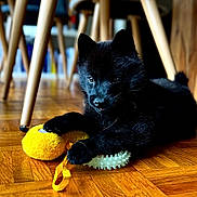 Brando participe au concours pour gagner de l'argent avec cette photo : animal, black_dog, chair_legs, chew_toy, curious, cute, domestic_animal, flooring, furniture, indoor, paw, pet, pet_toy, playing, puppy, resting, toy, wooden_floor, yellow_toy, young_dog