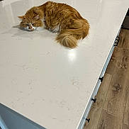 Tabbie joined the competition — help win amazing prizes! cat, orange_cat, fluffy_fur, kitchen, countertop, white_surface, wood_floor, cabinet, relaxed, pet, indoor, domestic_animal, feline, resting, fur, tail, table, home, animal, household