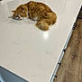 cat, orange_cat, fluffy_fur, kitchen, countertop, white_surface, wood_floor, cabinet, relaxed, pet, indoor, domestic_animal, feline, resting, fur, tail, table, home, animal, household