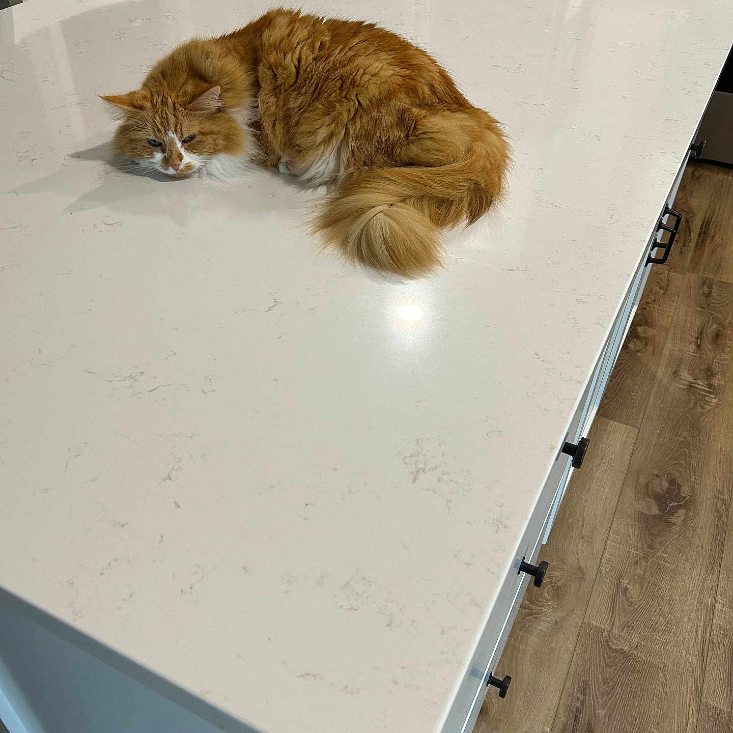 Tabbie