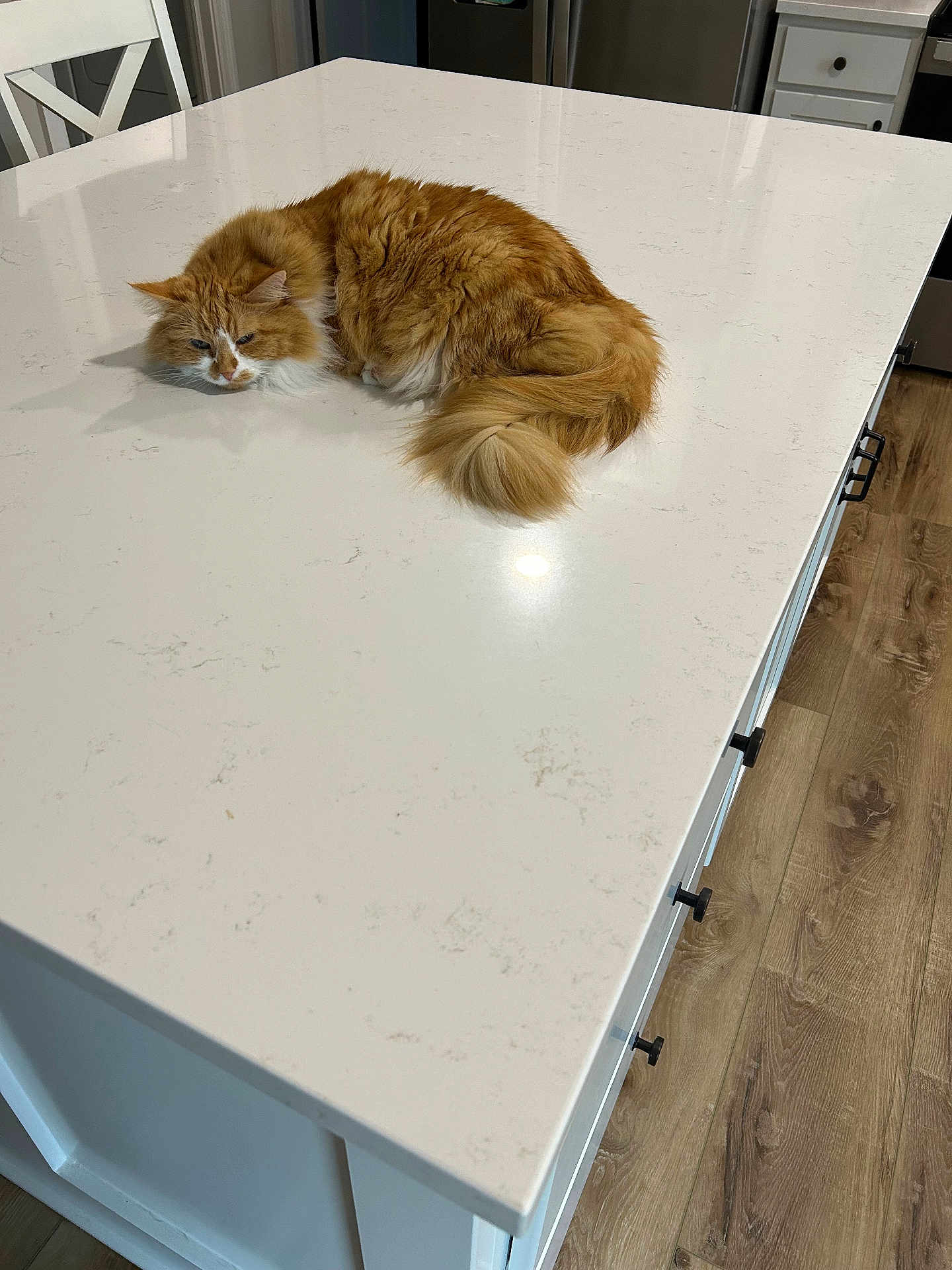 Tabbie