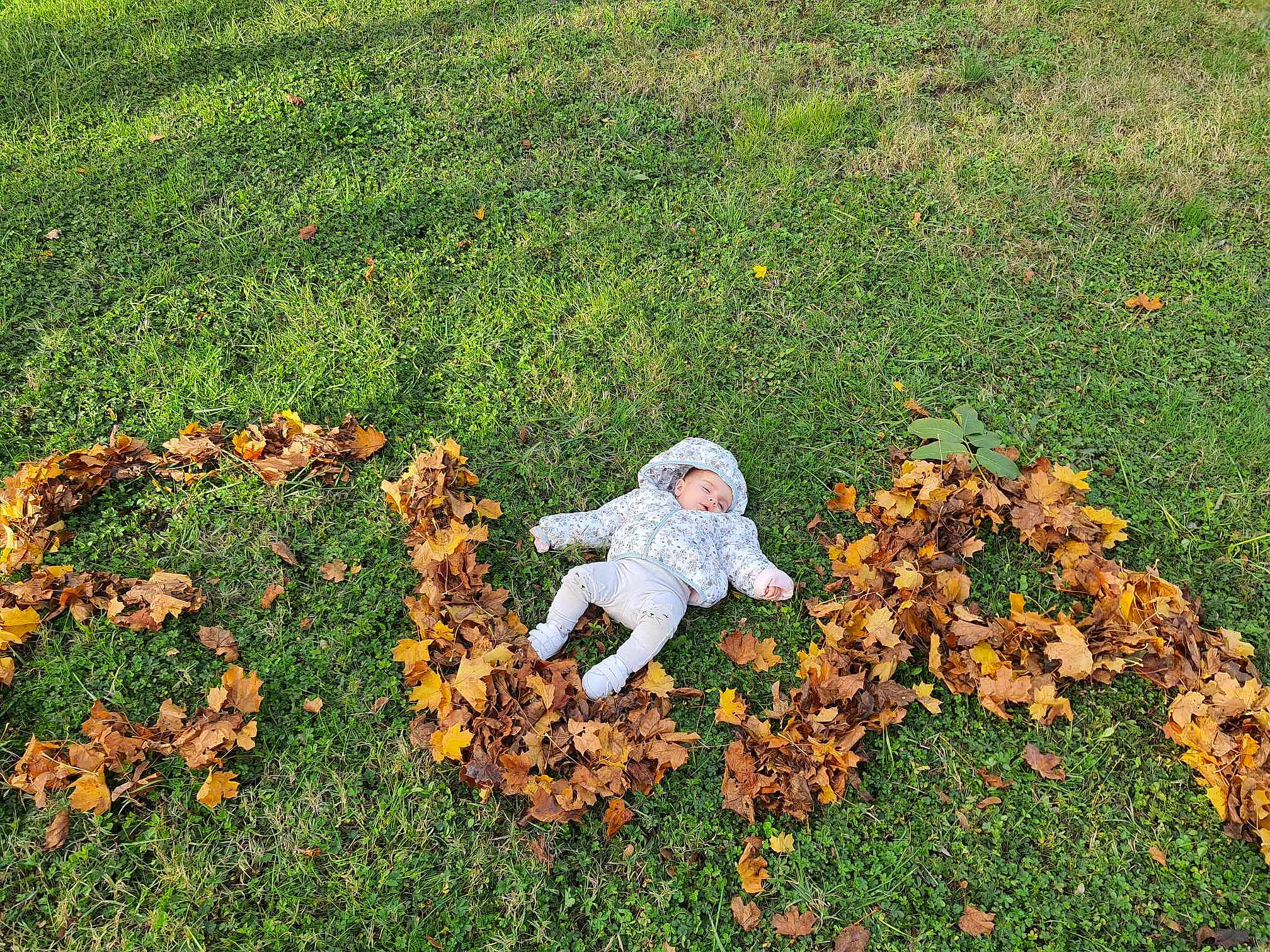 Eva participe au concours pour gagner de l'argent avec cette photo : art, flooring, flower, garden, grass, grass_family, grassland, groundcover, landscape, lawn, lawn_ornament, leaf, meadow, natural_landscape, non_vascular_land_plant, pasture, people_in_nature, person, plant, shrub