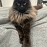 animal, black_cat, blanket, cat, closeup, cozy, cute, feline, fluffy, fur, home, indoor, lying_down, paws, pet, portrait, relaxed, resting, soft_texture, yellow_eyes