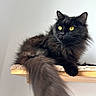 animal, black_cat, calm, cat, close_up, cute, domestic_cat, feline, fluffy, fur, indoors, long_tail, looking_away, pet, portrait, relaxed, shelf, whiskers, wooden_shelf, yellow_eyes