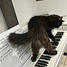 Tao a rejoint le concours — aidez-le/la à gagner de superbes lots ! animal, black_cat, cat, curious, curtain, feline, floor, fur, home, indoor, keyboard, keys, music, musical_instrument, pet, piano, room, sheet_music, tail, white_piano