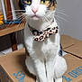 Callie joined the competition — help win amazing prizes! animal, bell, bow_tie, calico_cat, cardboard_box, cat, close_up, curious, cute, domestic_cat, ears, feline, fur, household, indoor, looking_at_camera, paws, pet, sitting, whiskers