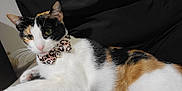 Callie is registered to the contest to win money with this photo: animal, black_clothing, bow_tie, calico, cat, collar, cute, domestic, ears, eyes, feline, fur, indoor, lap, person, pet, pink_nose, relaxed, resting, whiskers