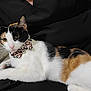 animal, black_clothing, bow_tie, calico, cat, collar, cute, domestic, ears, eyes, feline, fur, indoor, lap, person, pet, pink_nose, relaxed, resting, whiskers