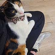 Callie is registered to the contest to win money with this photo: animal, bell, black_pants, bowtie, calico_cat, cat, cute, domestic_cat, feline, flooring, fur, indoor, lap, pattern, person, pet, relaxed, sneakers, whiskers, wood_floor