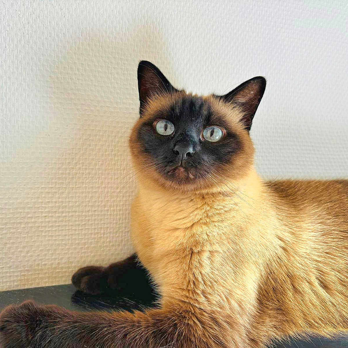 Miss Money-Penny a rejoint le concours — aidez-le/la à gagner de superbes lots ! animal, blue_eyes, cat, close_up, cute, domestic_animal, feline, fur, indoor, looking, mammal, pet, portrait, relaxed, resting, siamese_cat, table, texture, wall, whiskers