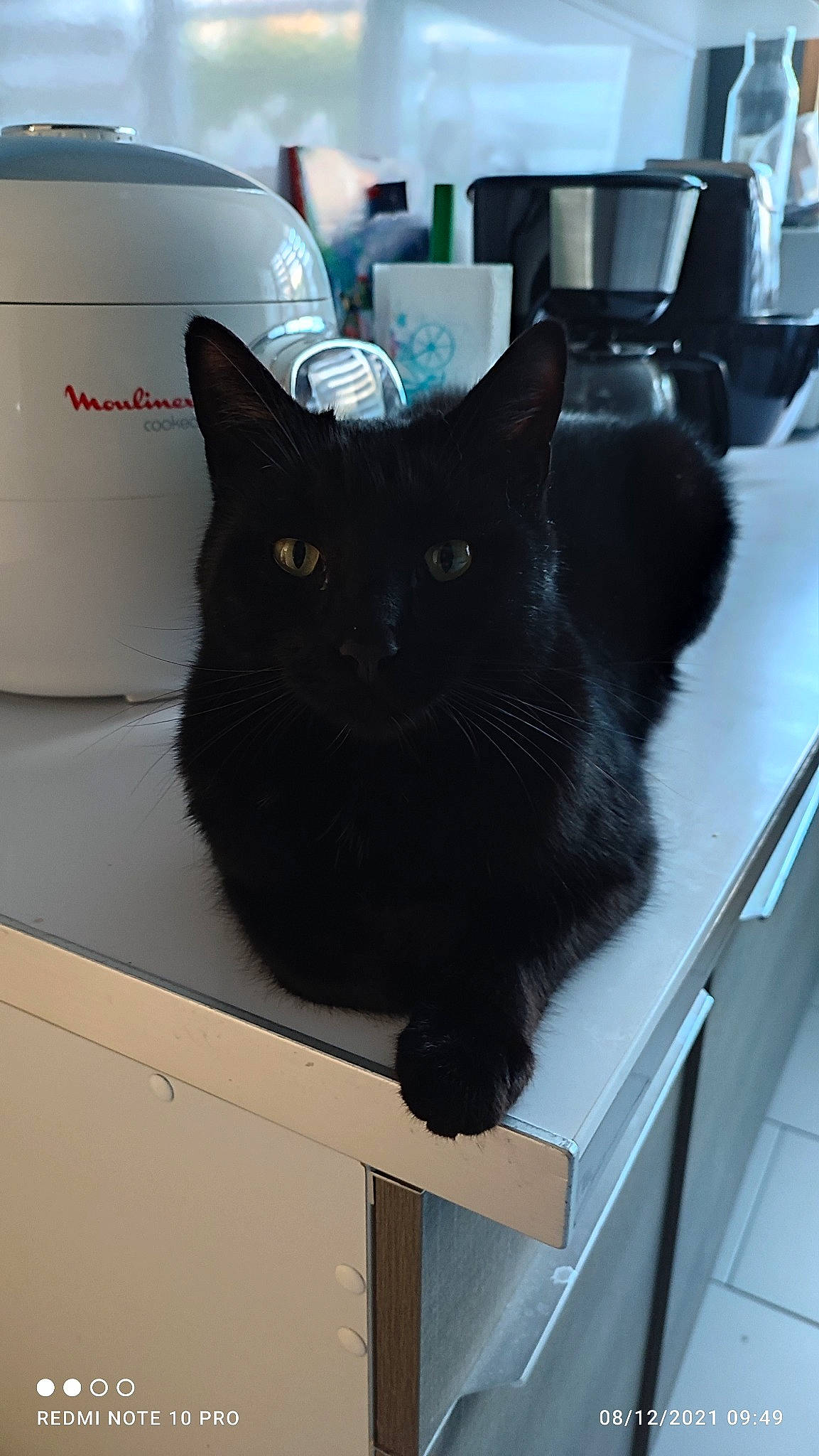 Pago participe au concours pour gagner de l'argent avec cette photo : automotive_design, automotive_exterior, automotive_tire, black, black_cat, bombay, car, carnivore, cat, felidae, fender, gas, grey, motor_vehicle, small_to_medium_sized_cats, snout, tail, tire, vehicle, whiskers