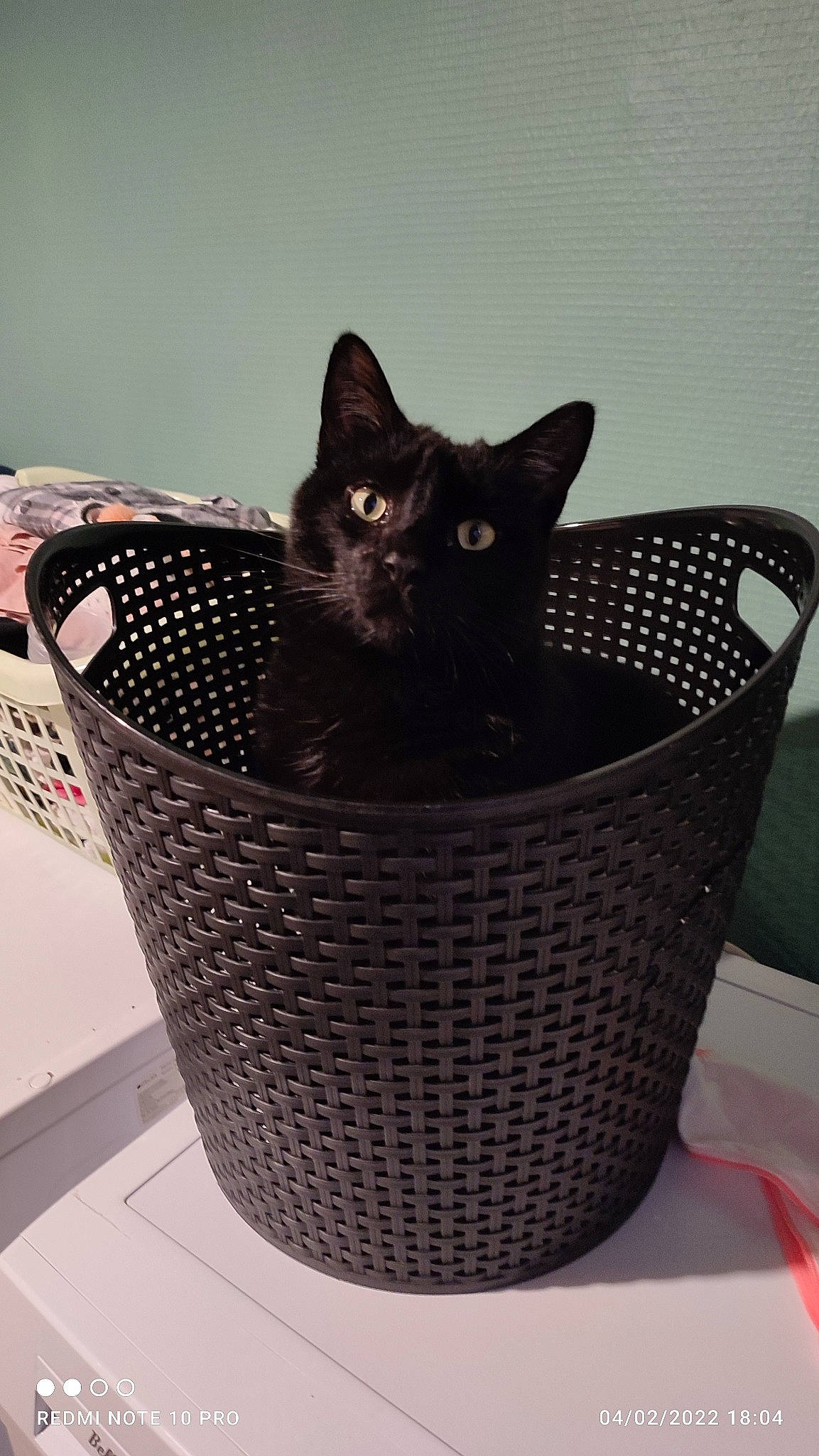 Pago participe au concours pour gagner de l'argent avec cette photo : basket, black_cat, bombay, bucket, carnivore, cat, cat_furniture, cat_supply, comfort, domestic_short_haired_cat, felidae, flowerpot, laundry_basket, pet_supply, small_to_medium_sized_cats, whiskers, wicker