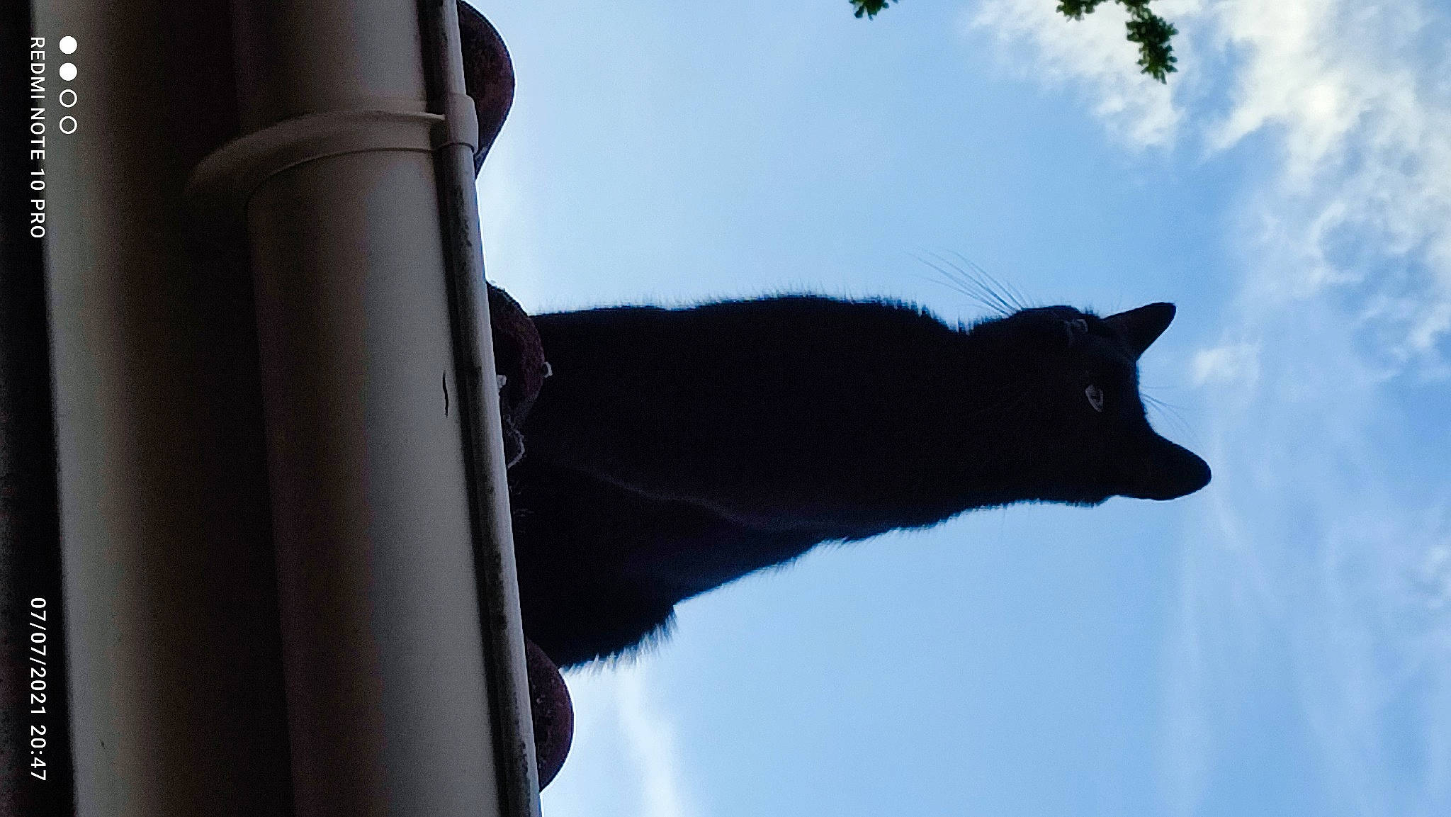 Pago a rejoint le concours — aidez-le/la à gagner de superbes lots ! art, black_cat, building, carnivore, cat, cloud, domestic_short_haired_cat, felidae, grey, monument, plant, russian_blue, sculpture, shadow, sky, small_to_medium_sized_cats, tail, tree, whiskers, window