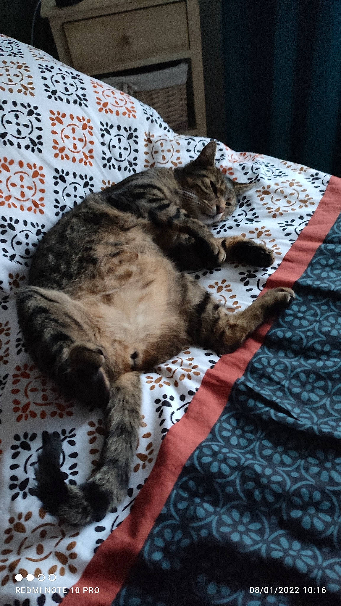 Arty a rejoint le concours — aidez-le/la à gagner de superbes lots ! bed, bed_sheet, bedding, carnivore, cat, claw, comfort, domestic_short_haired_cat, felidae, fur, grey, linens, nap, pattern, paw, room, small_to_medium_sized_cats, tail, terrestrial_animal, whiskers