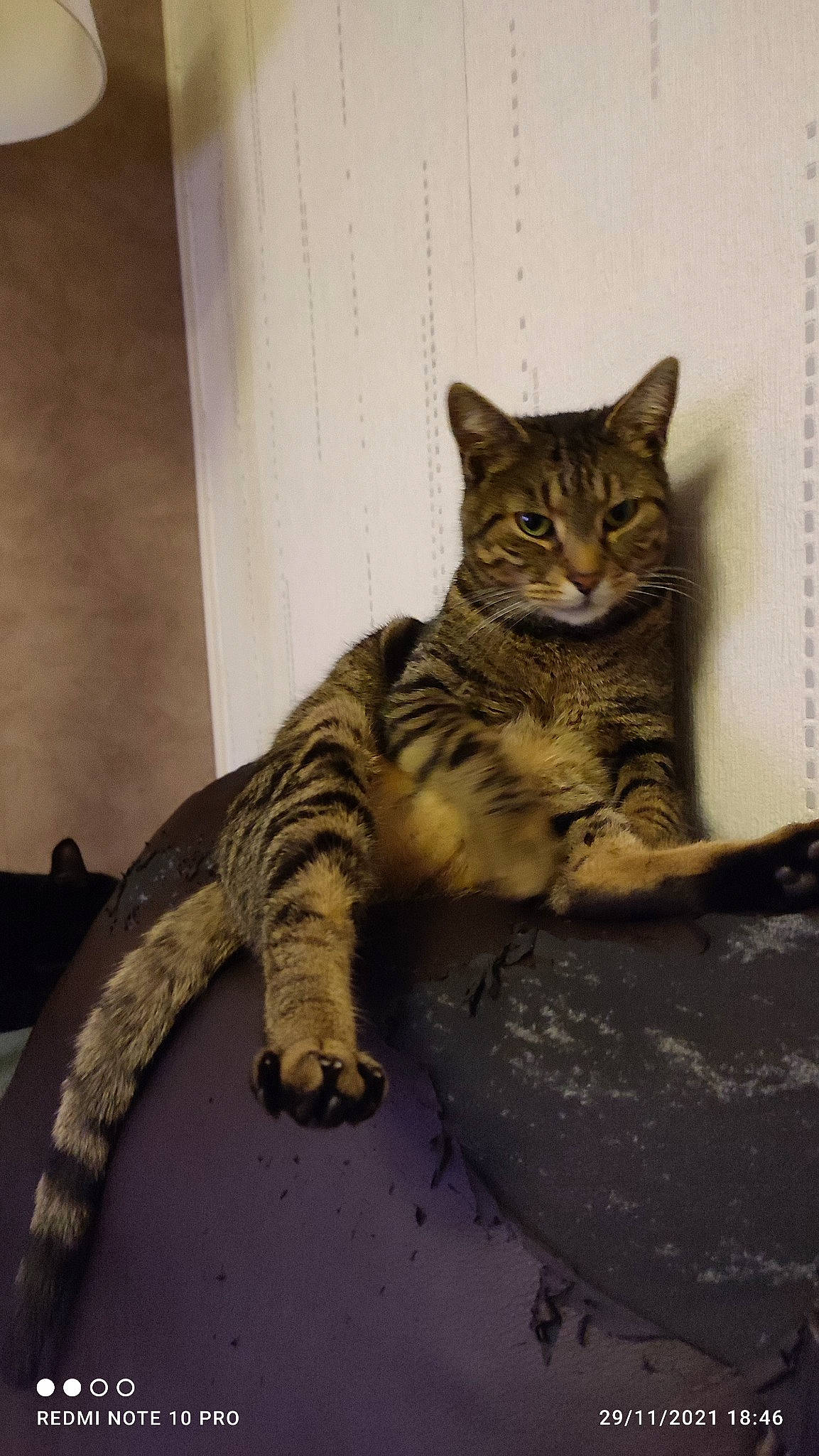 Arty participe au concours pour gagner de l'argent avec cette photo : carnivore, cat, domestic_short_haired_cat, felidae, fur, paw, small_to_medium_sized_cats, snout, tail, terrestrial_animal, whiskers, wildlife, wood