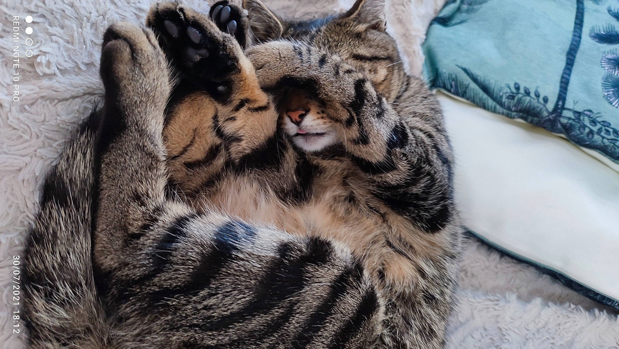 Arty a rejoint le concours — aidez-le/la à gagner de superbes lots ! big_cats, carnivore, cat, claw, comfort, domestic_short_haired_cat, eye, fawn, felidae, fur, nap, pattern, paw, small_to_medium_sized_cats, snout, snow_leopard, tail, terrestrial_animal, whiskers, wildlife