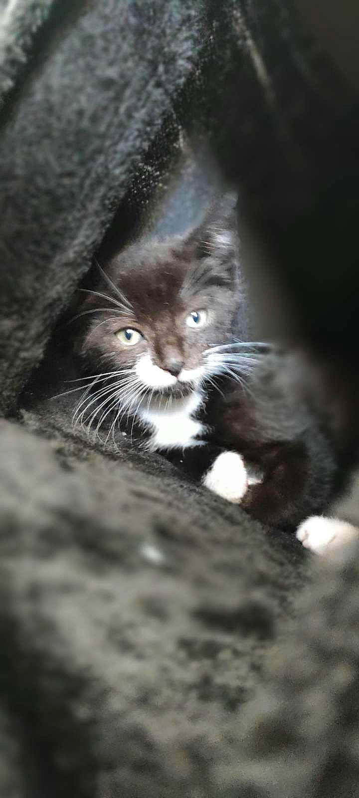 Hadès participe au concours pour gagner de l'argent avec cette photo : black_cat, carnivore, cat, claw, close_up, darkness, domestic_short_haired_cat, felidae, fur, grey, monochrome, monochrome_photography, paw, small_to_medium_sized_cats, snout, tail, tree, whiskers, wildlife, wood