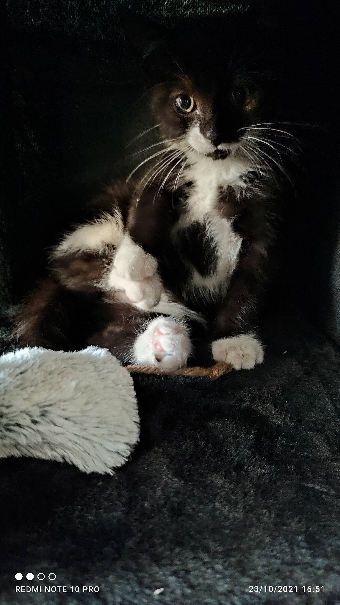 Hadès a rejoint le concours — aidez-le/la à gagner de superbes lots ! carnivore, cat, claw, comfort, darkness, domestic_short_haired_cat, felidae, foot, fur, monochrome, monochrome_photography, paw, photo_caption, sitting, small_to_medium_sized_cats, snout, still_life_photography, tail, terrestrial_animal, whiskers