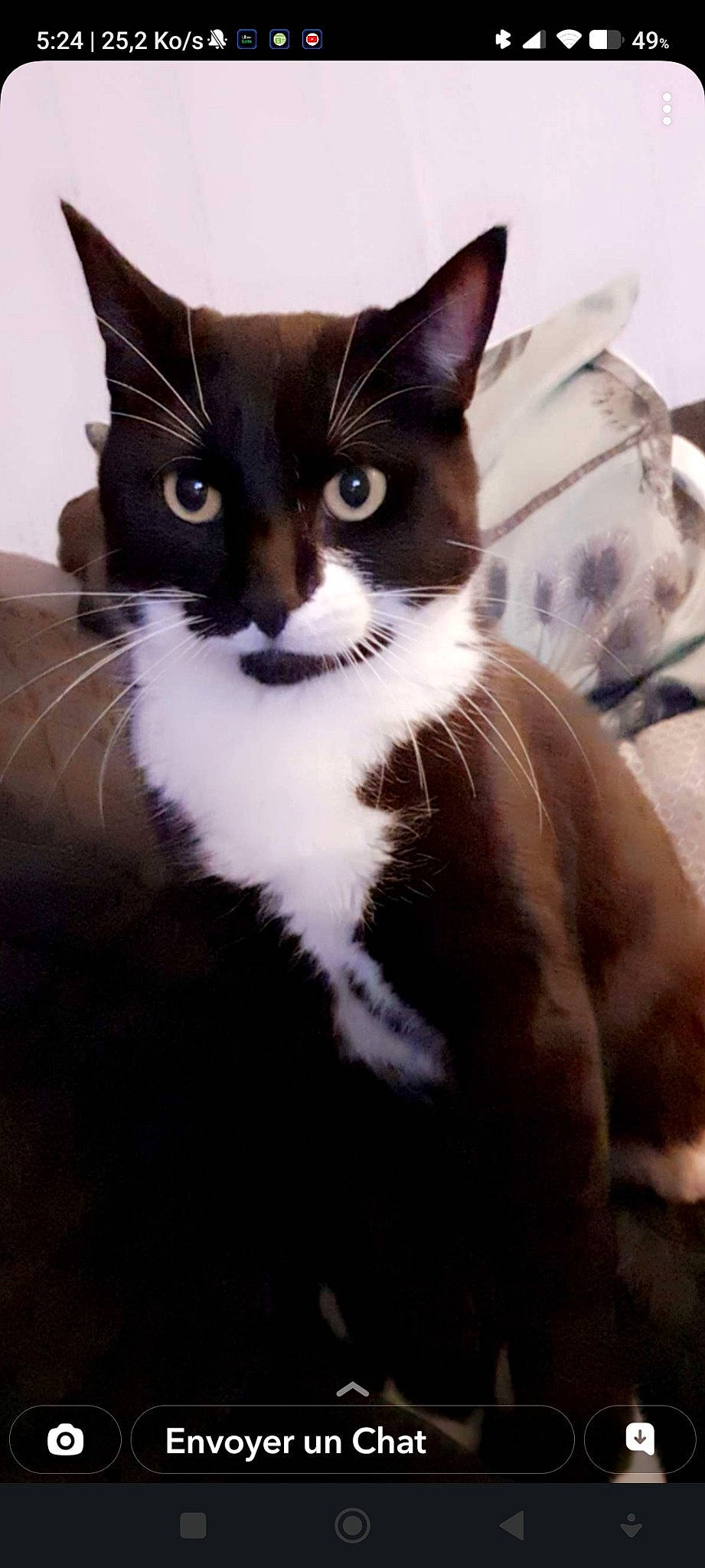 Adés participe au concours pour gagner de l'argent avec cette photo : carnivore, cat, claw, comfort, domestic_short_haired_cat, eye, felidae, formal_wear, fur, leg, paw, sitting, small_to_medium_sized_cats, snout, tail, terrestrial_animal, whiskers, window