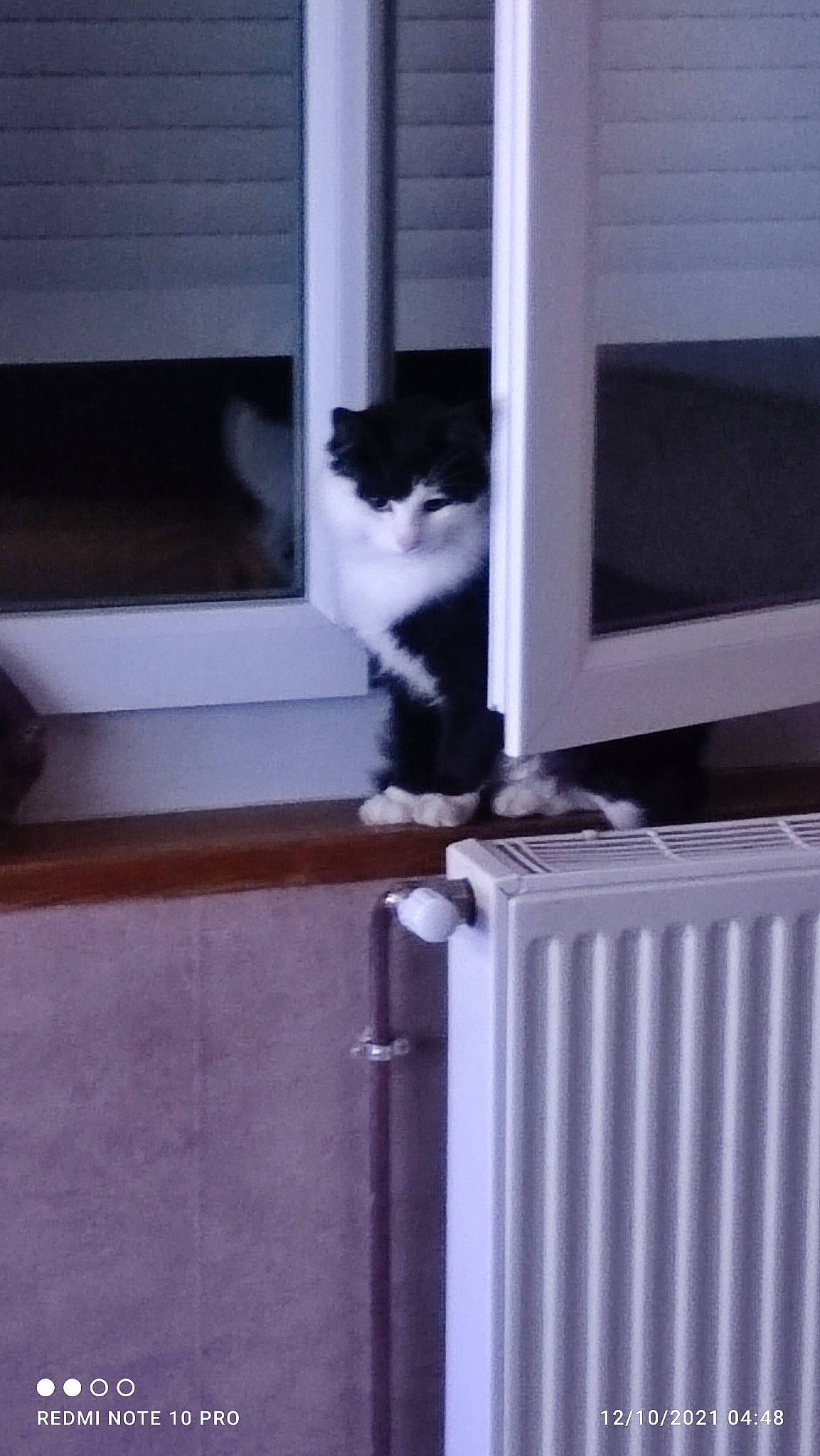 Minuchette participe au concours pour gagner de l'argent avec cette photo : carnivore, cat, domestic_short_haired_cat, felidae, floor, flooring, fur, grey, hardwood, home_appliance, mammal, room, small_to_medium_sized_cats, stairs, tail, vertebrate, whiskers, window, window_covering, wood