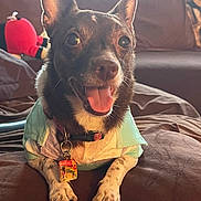 Kiara joined the competition — help win amazing prizes! dog, pet, smiling, tongue_out, collar, tag, shirt, brown_furniture, cushion, indoor, close_up, cute, happy, small_dog, fur, ears_up, paw, resting, toy, cozy