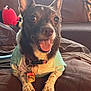 dog, pet, smiling, tongue_out, collar, tag, shirt, brown_furniture, cushion, indoor, close_up, cute, happy, small_dog, fur, ears_up, paw, resting, toy, cozy