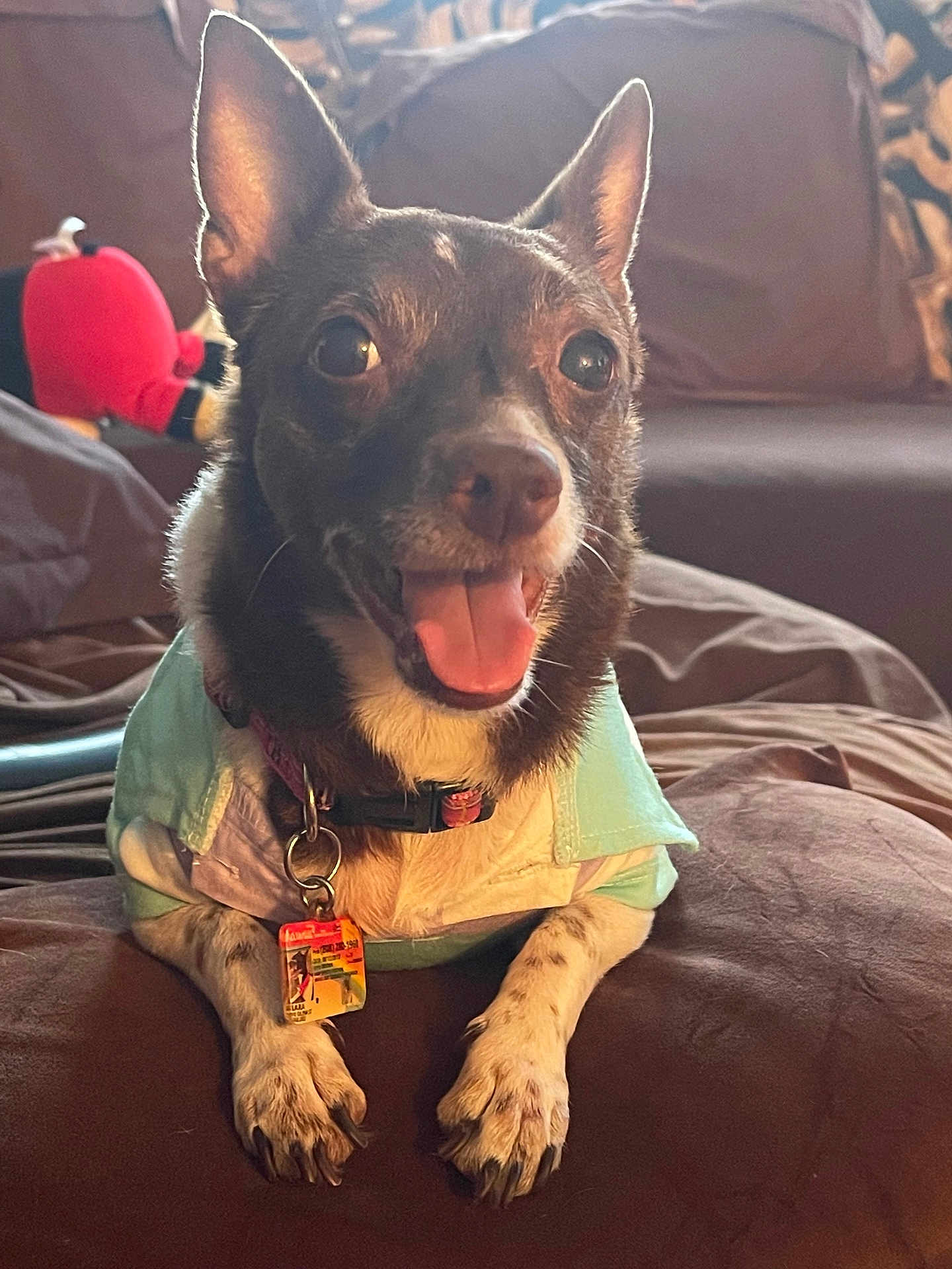 Kiara joined the competition — help win amazing prizes! dog, pet, smiling, tongue_out, collar, tag, shirt, brown_furniture, cushion, indoor, close_up, cute, happy, small_dog, fur, ears_up, paw, resting, toy, cozy