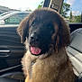 Mac is registered to the contest to win money with this photo: puppy, dog, car_interior, seat, fur, tongue_out, window, daylight, cute, pet, leash, happy, animal, young, closeup, fluffy, nose, ears, eyes, portrait